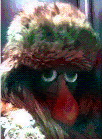 Guillermina Royo-villanova